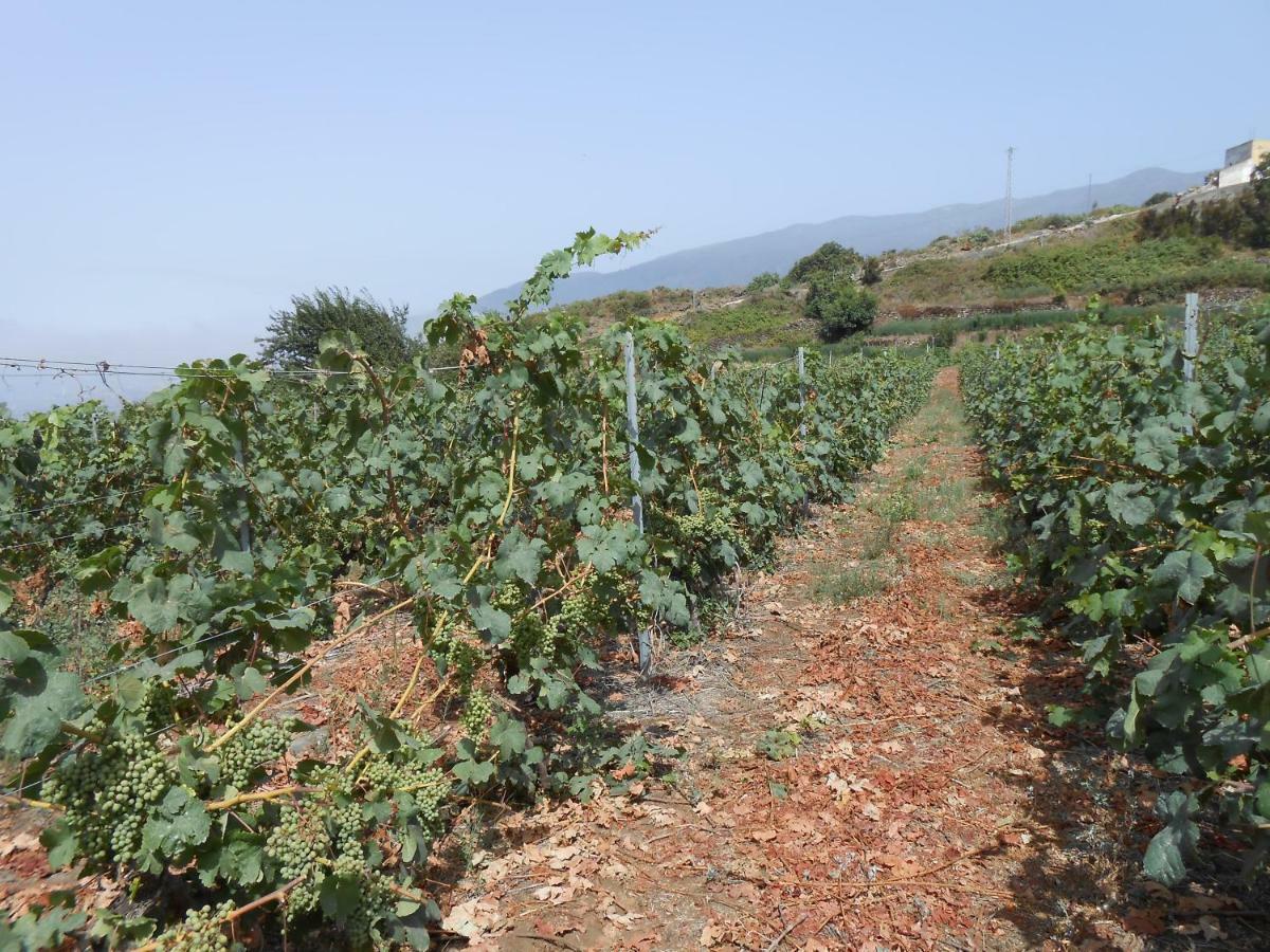 Casitas Las Uvas Y Las Vinas Los Realejos Bagian luar foto