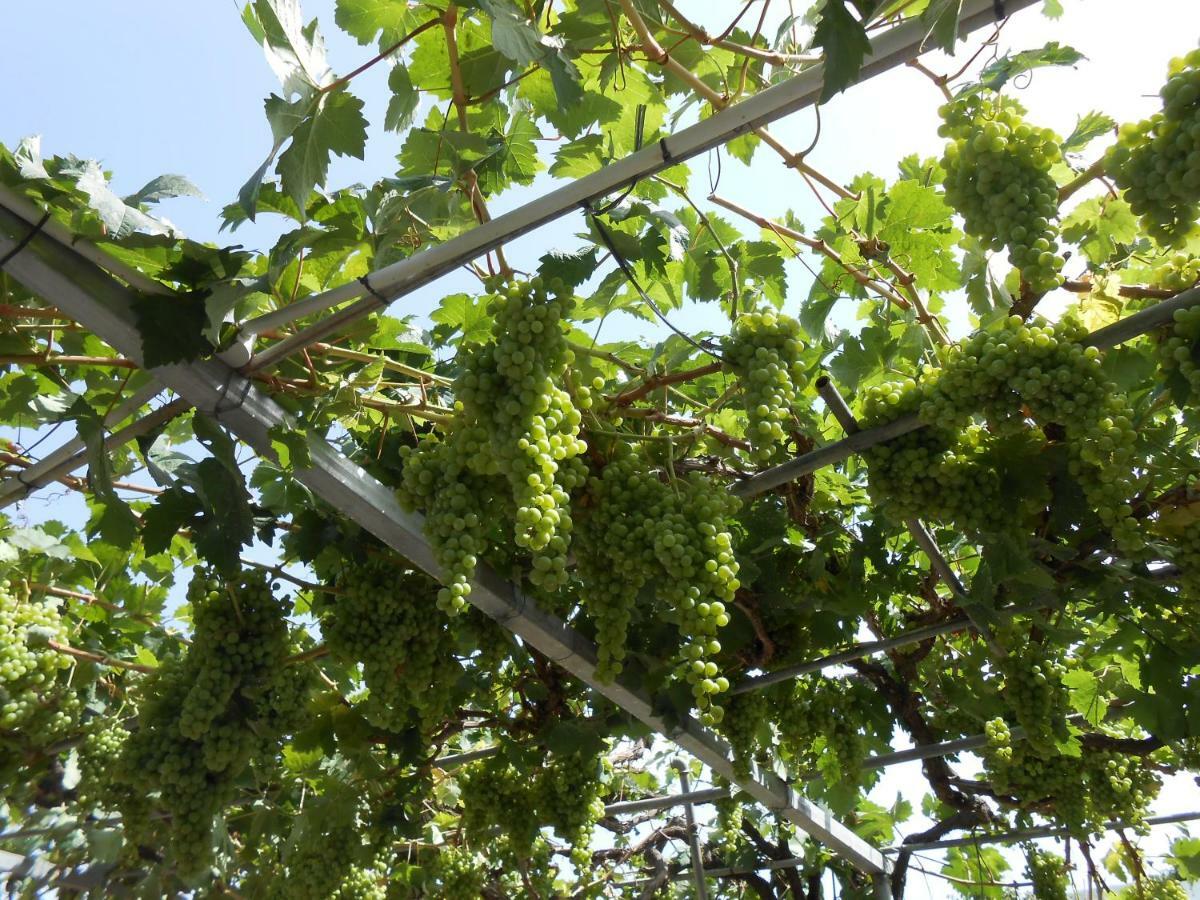 Casitas Las Uvas Y Las Vinas Los Realejos Bagian luar foto